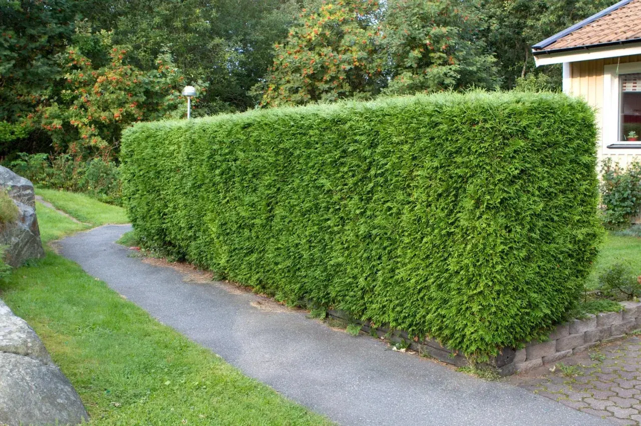 En tät, grön häck av thuja brabant kantas av en slingrande gångväg. Bakom häcken syns träd med röda bär och ett gult hus.