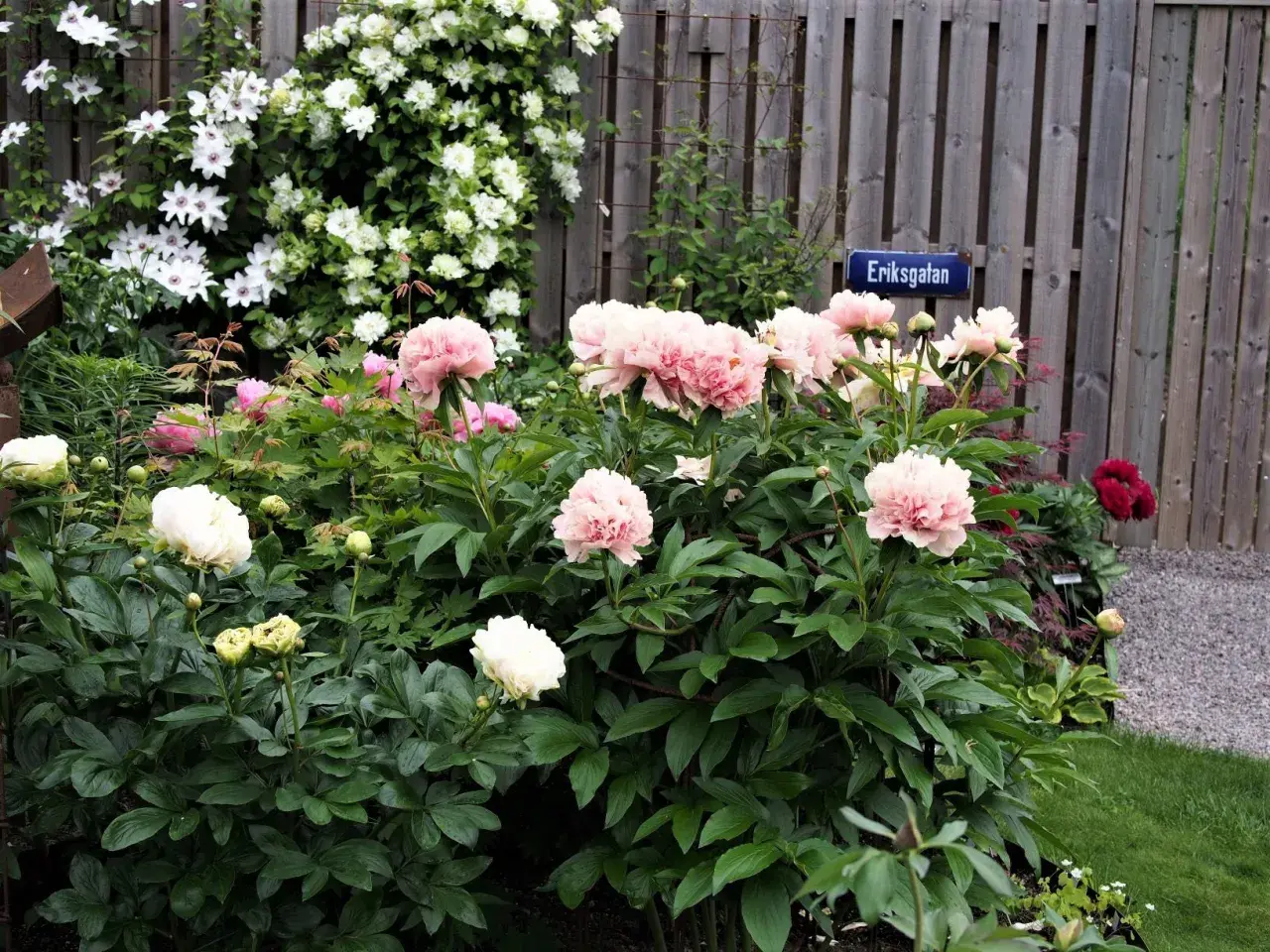Våren är här och det är dags att plantera pion! En lummig rabatt med rosa och vita pioner blommar vackert vid en trästaket med skylten Eriksgatan.