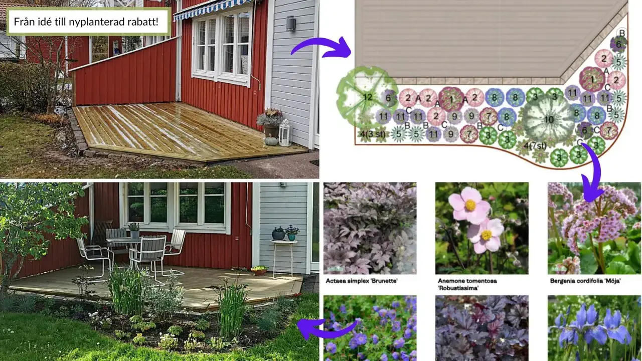Från idé till rabatt med perenner. En trädgårdsplan visar hur man kan plantera perenner för att skapa en vacker rabatt.