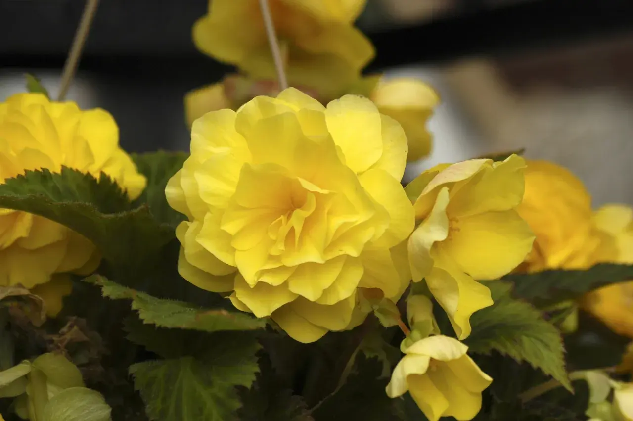 Gula begonia utomhus blommar frodigt med sina fyllda kronblad.