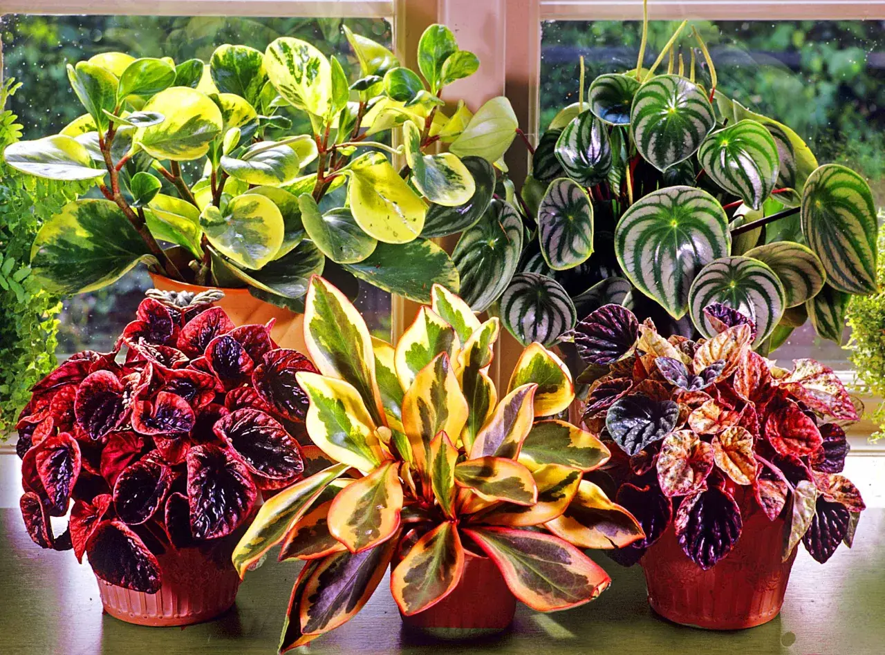 En samling vackra peperomia blomma-växter i krukor, med blad i olika färger och mönster.