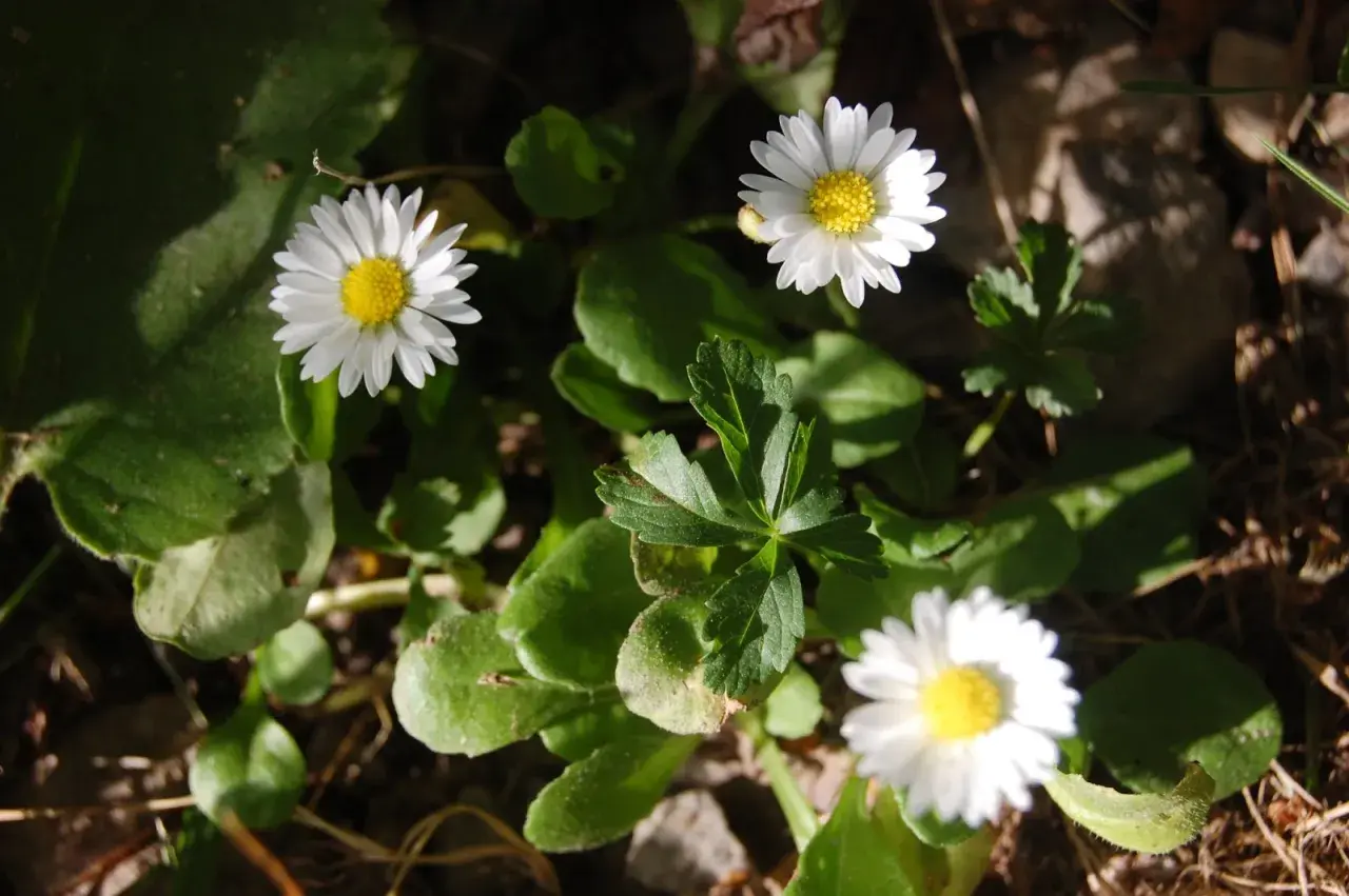 Tre små **bellis perennis** blommor med vita kronblad och gula mittar lyser upp i solljuset bland gröna blad.