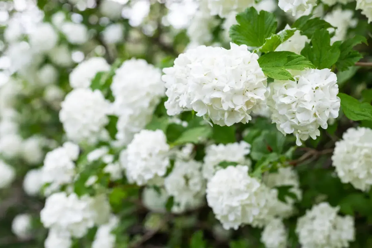 En buske med vita blommor, som snöbollar, i full blom. Gröna blad ramar in de fluffiga blomklustren.