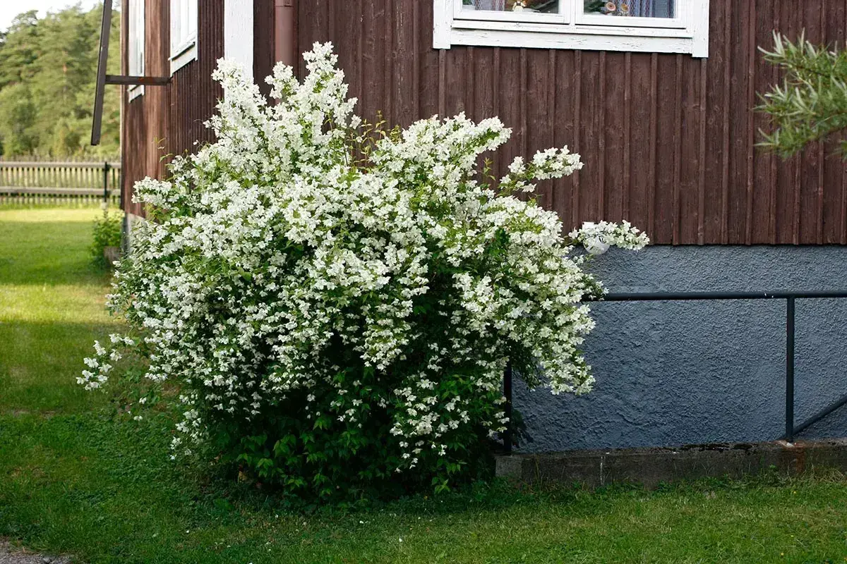 En frodig schersmin buske blommar med tusentals små vita blommor vid ett brunt trähus.