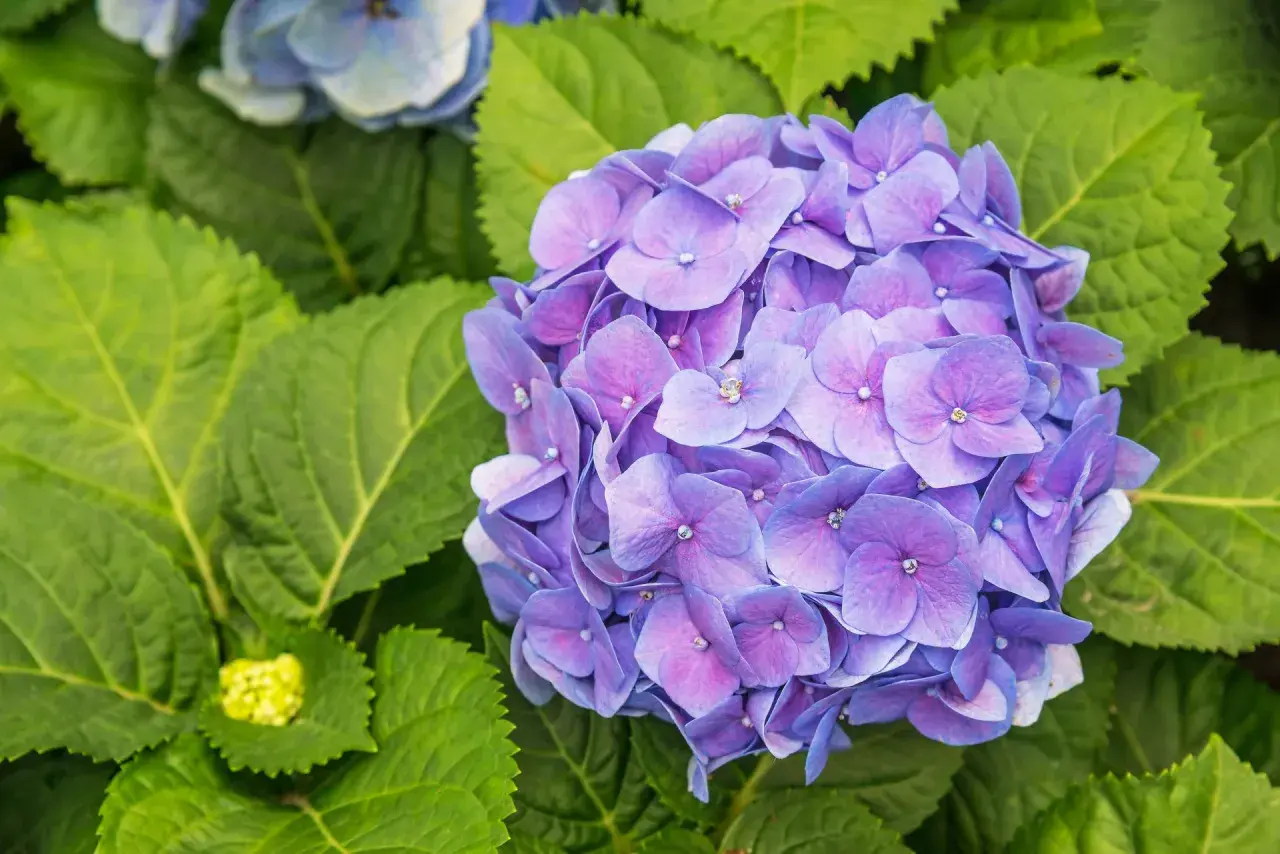 En stor, lila hortensia blommar bland frodiga gröna blad. En ny, gul knopp anas till vänster.