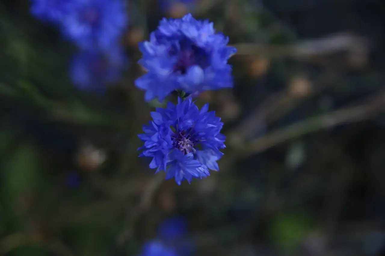 Två blå blommor i fokus, med en mjukt suddig bakgrund. En blå blomma i förgrunden, med fler i bakgrunden.