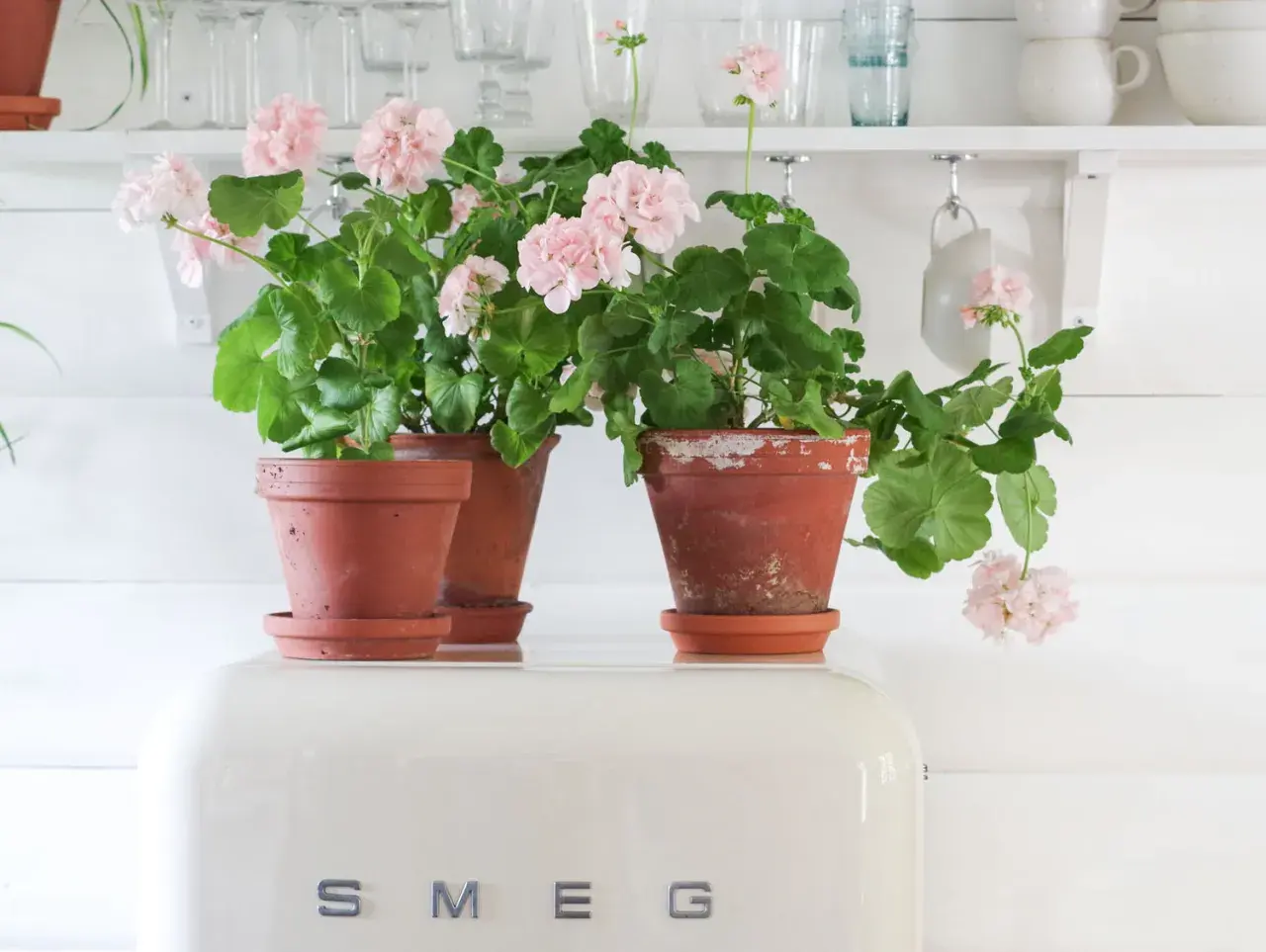 Två krukor med rosa pelargon mårbacka står på en vit SMEG-kyl.