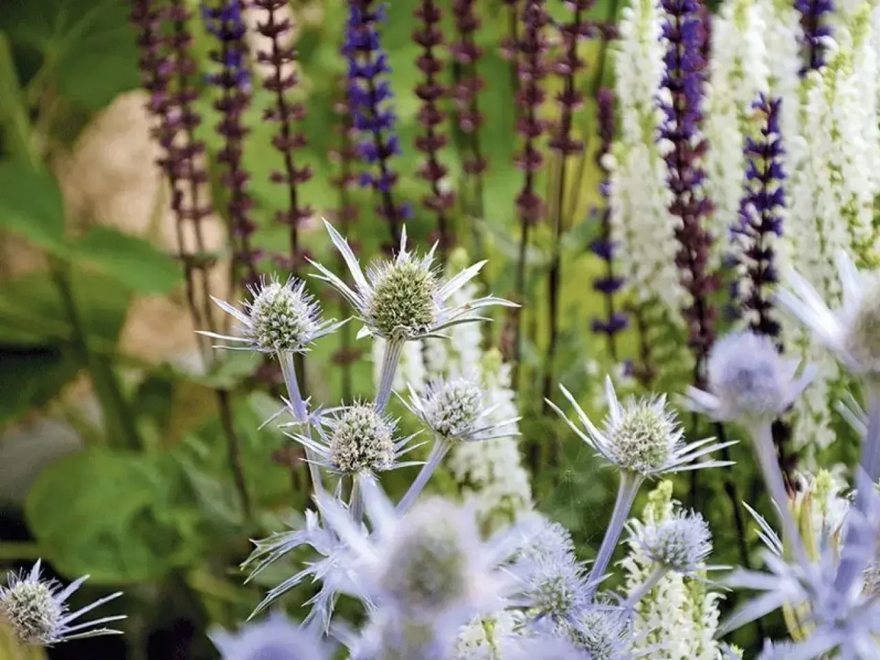Blå och lila blommor i en somrig rabatt. Tistelliknande blommor i förgrunden, med höga spiror av lila och vita blommor i bakgrunden.