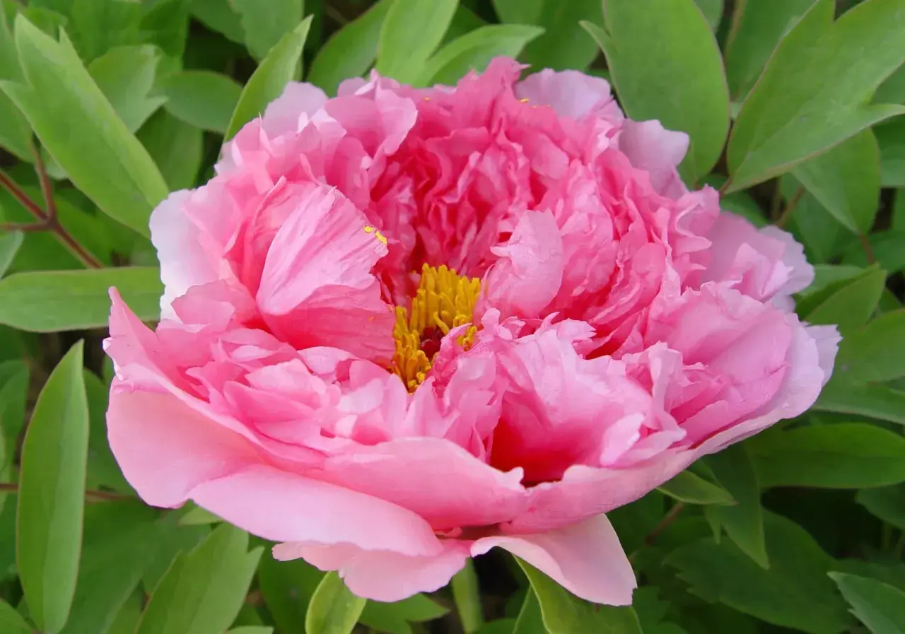 En vacker, fluffig rosa pionblommas mitt med gula ståndare. Perfekt för att plantera pioner i trädgården.