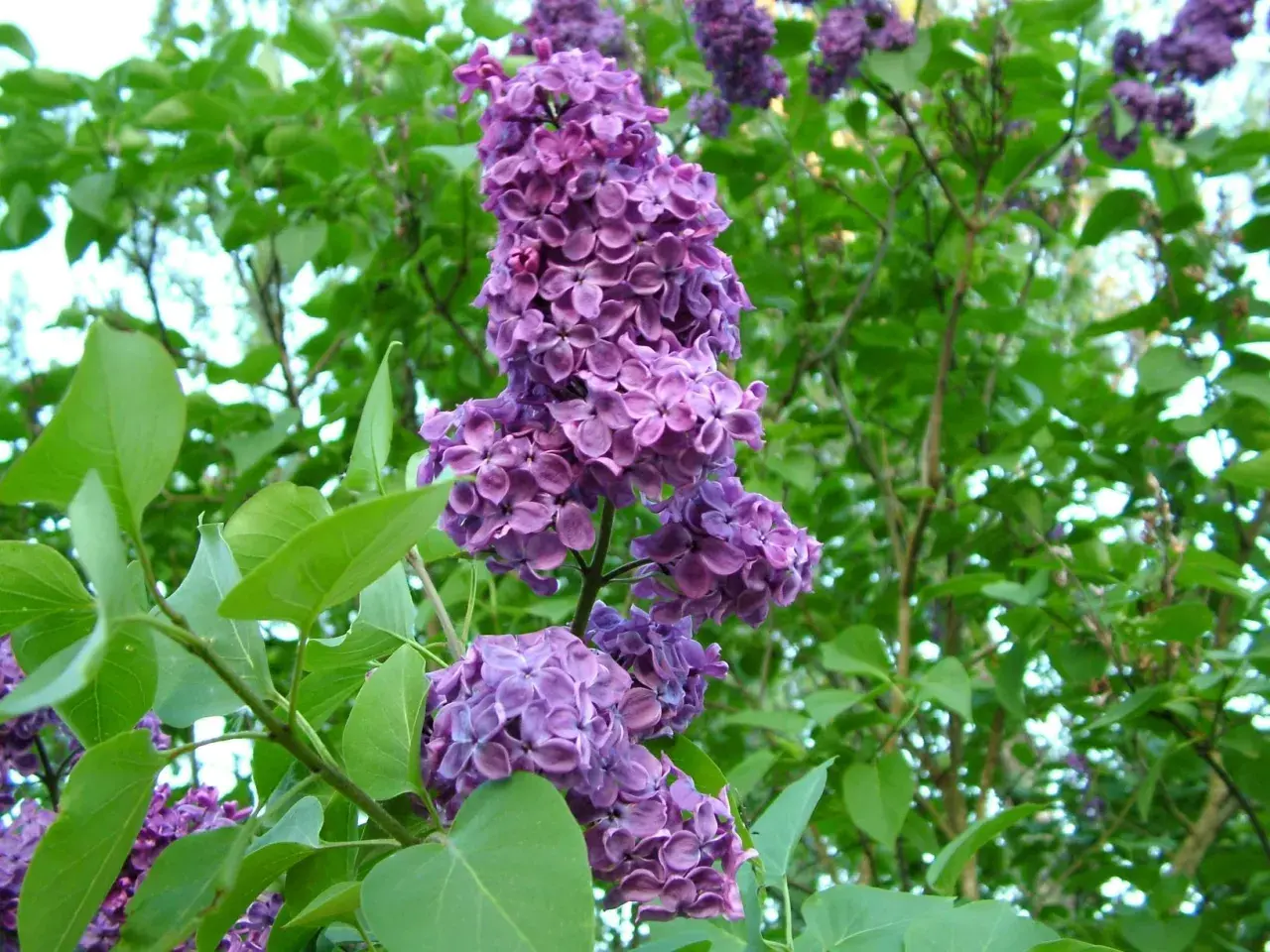 Vackra lila syrenblommor i full blom. Snart dags att plantera syren för att njuta av doften nästa år.