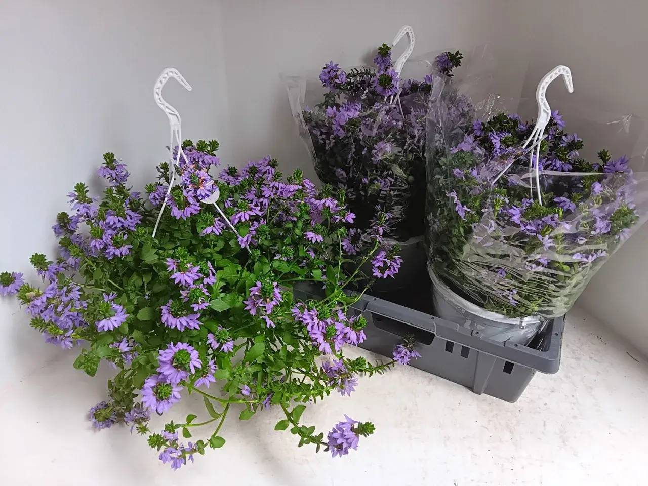 Hängande krukor med lila blommor av Scaevola aemula i en grå låda.