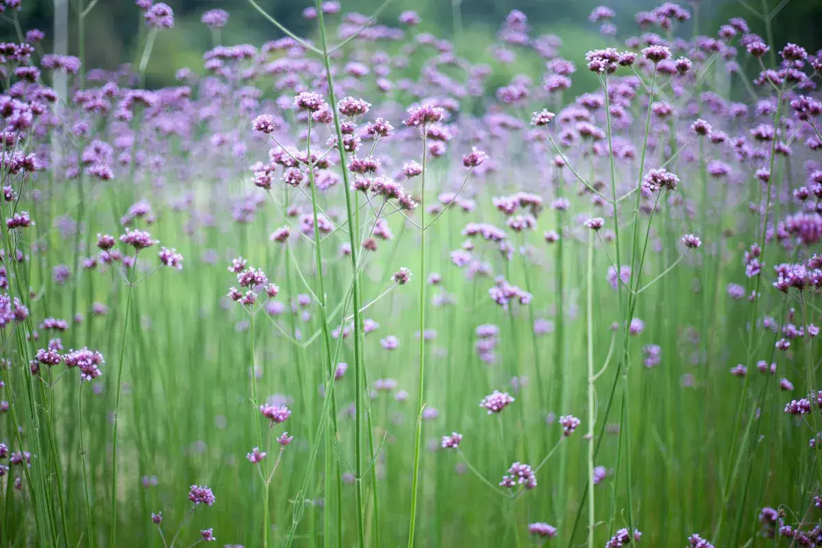En äng av lila verbena i kruka, med mjuka gröna stjälkar som sträcker sig mot himlen.