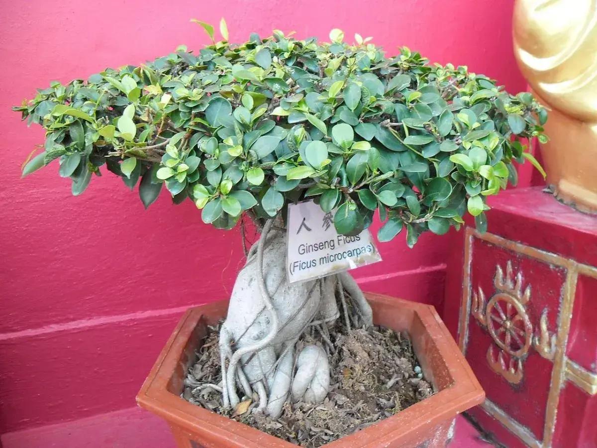 En vacker ficus microcarpa ginseng bonsai med tjock, snirklig stam och frodig grönska.