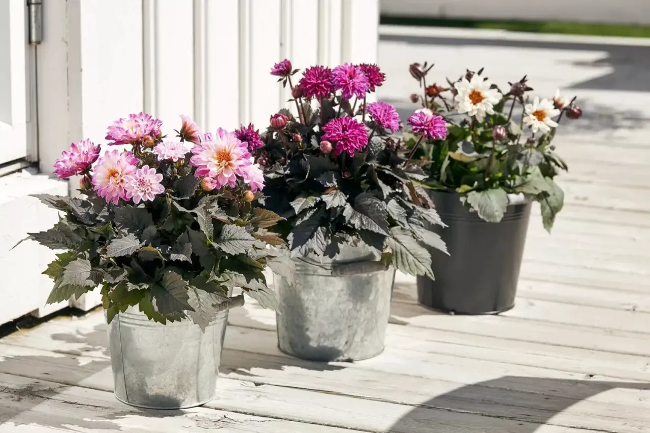 Tre krukor med vackra dahlior i rosa, lila och vita nyanser. Perfekt för att plantera dahlia och skapa färgklickar på altanen.