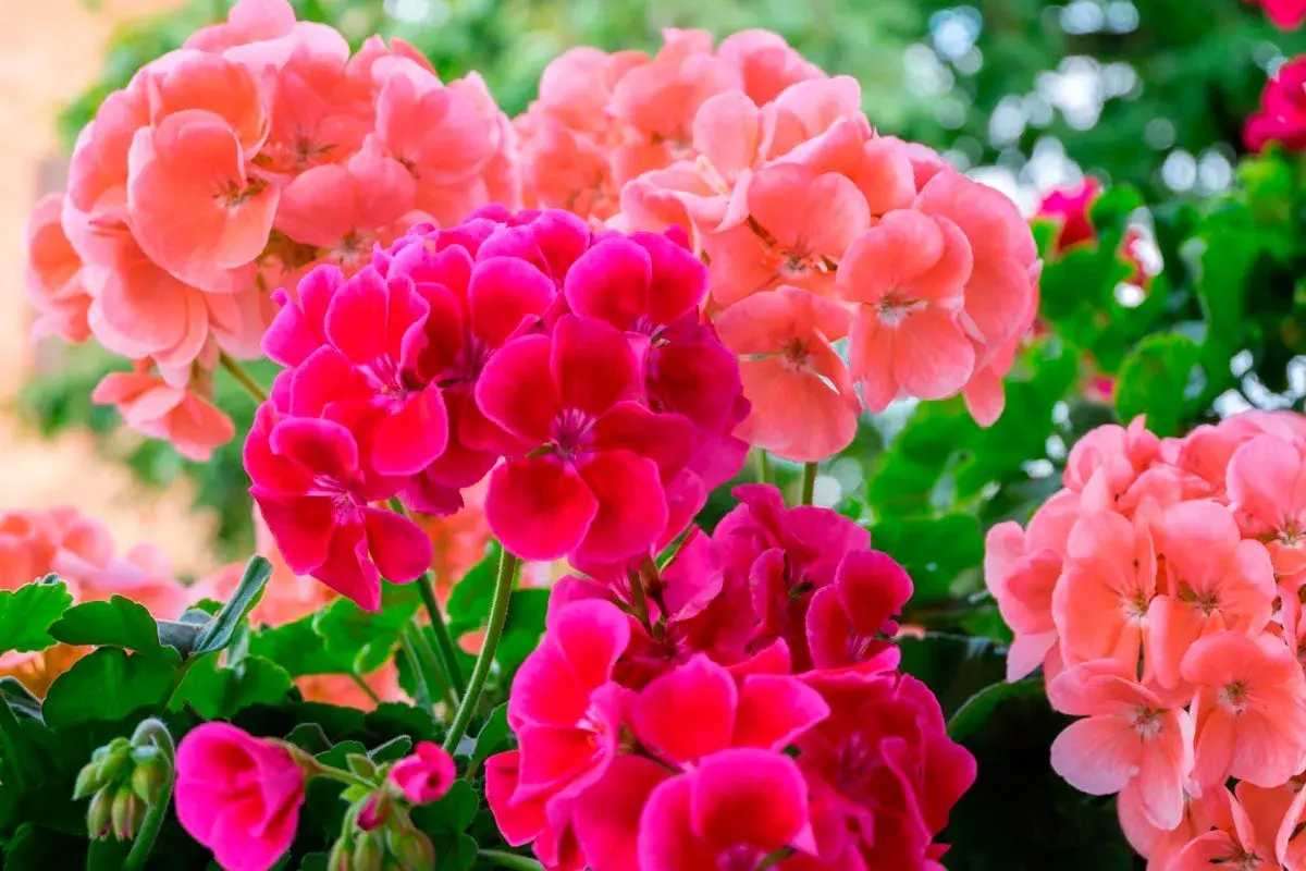 Färgglada blommor av engelsk pelargon i rosa och cerise.