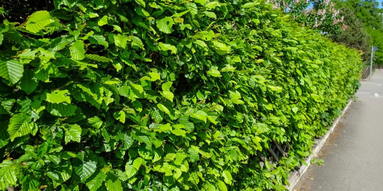 En tät, grön häck av avenbok kantas av en trottoar. Bladen är ljusa och friska i sommarsolen.