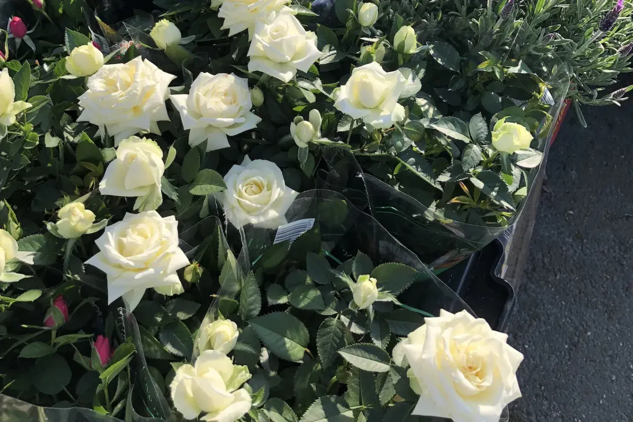 Vackra vita rosor i kruka, perfekta att plantera rosor i kruka utomhus för att skapa en ljuvlig doft och färgklick på balkongen eller uteplatsen.