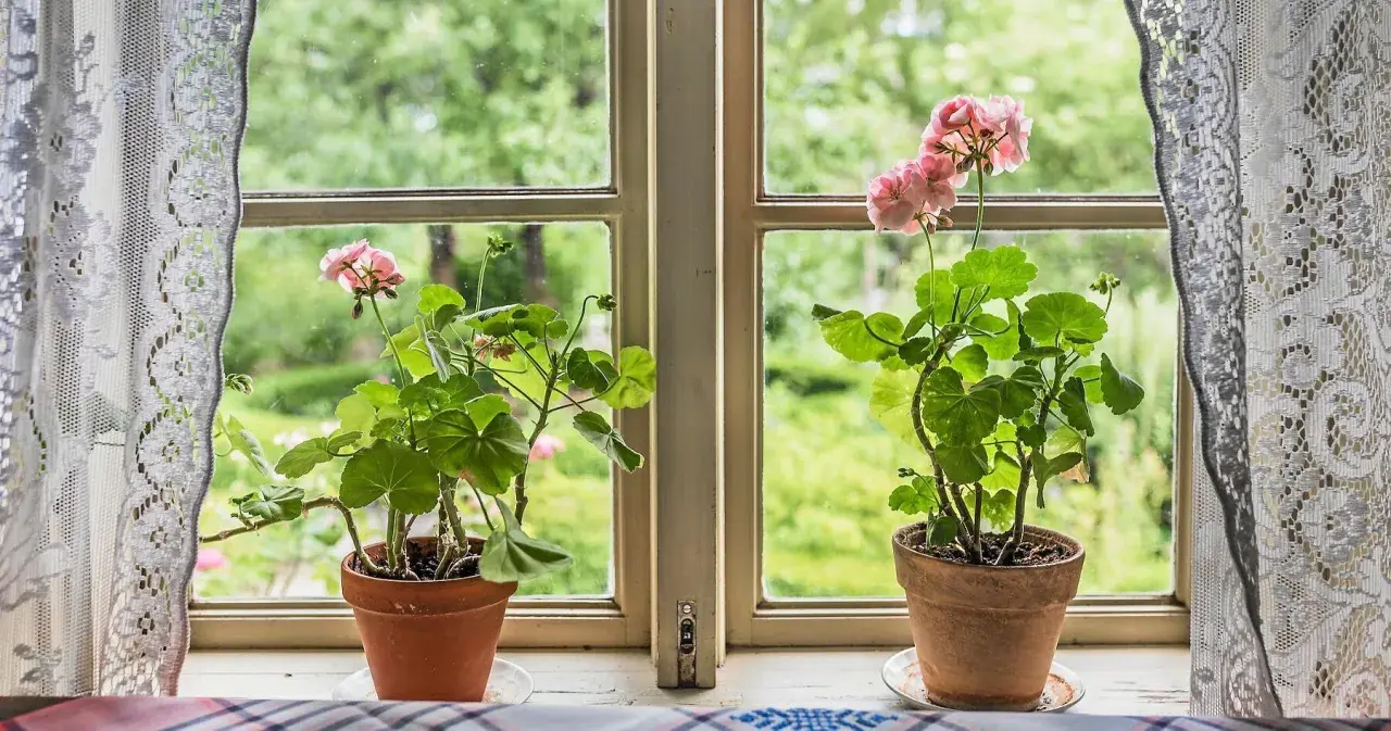 Två krukor med gammaldags pelargoner står i ett fönster med spetsgardiner. Utanför syns en grönskande trädgård.