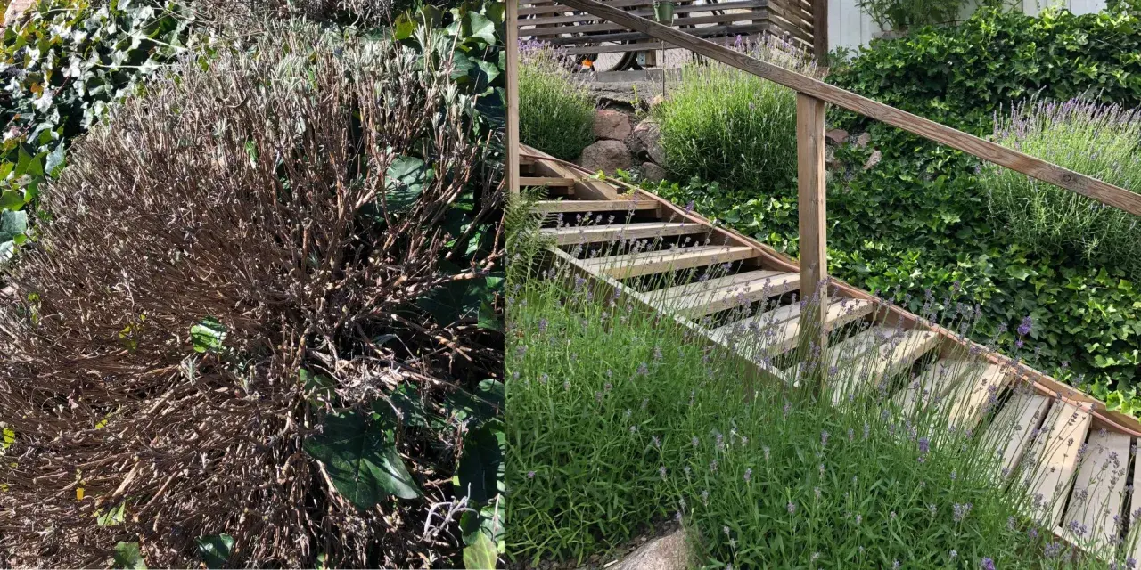 Före och efter: en vissnad lavendelbuske bredvid en frodig, blomstrande lavendel som växer längs en trappa. Nu vet man när ska man klippa ner lavendel.