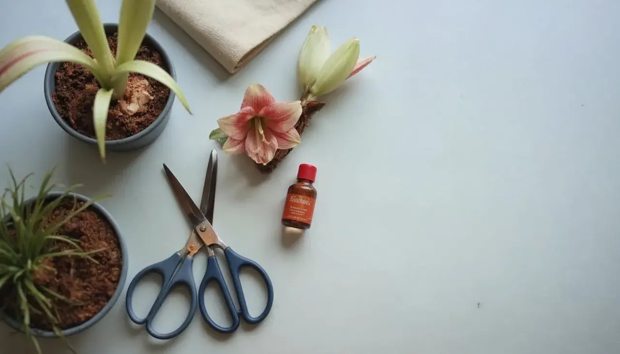 En amaryllis i blom, en knopp, sax och en liten flaska. Förberedelser för hur vattnar man amaryllis.