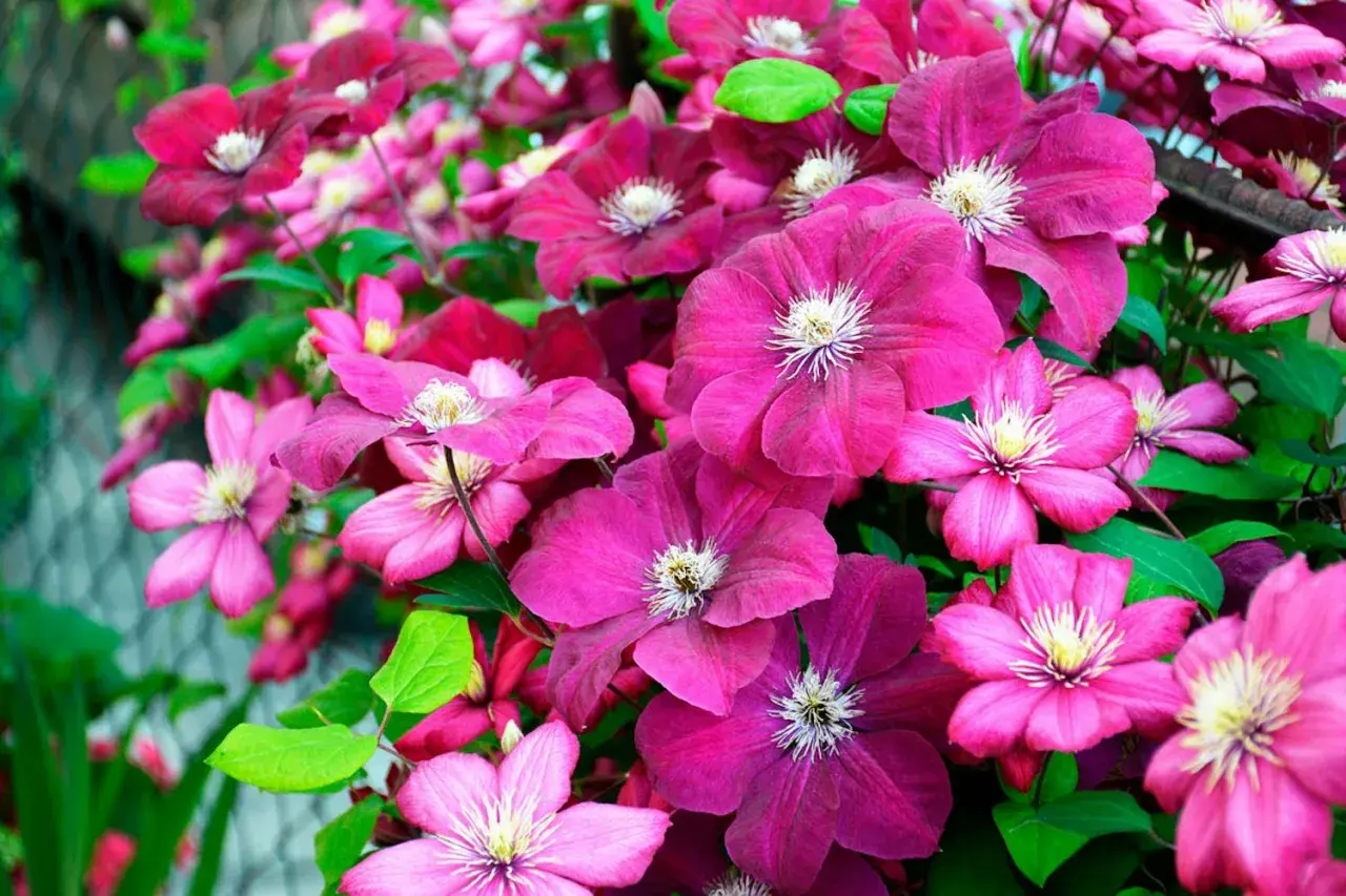 En frodig klematis spaljé med blommor i olika nyanser av rosa och lila.