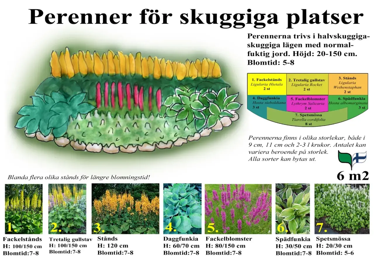 En illustration av en perennrabatt med gul och rosa blomning, perfekt rabatt inspiration för skuggiga platser.