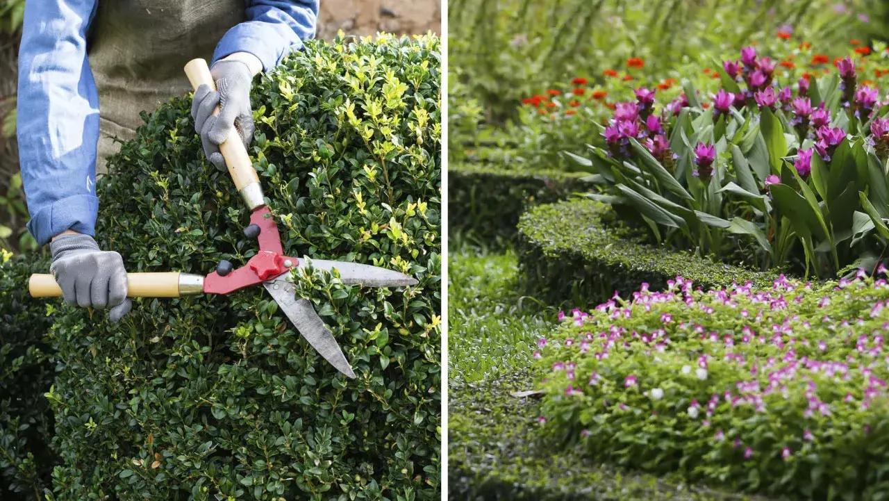 Händer med handskar klipper en grön buske med en stor röd sekatör. I bakgrunden blommar en vacker trädgård.