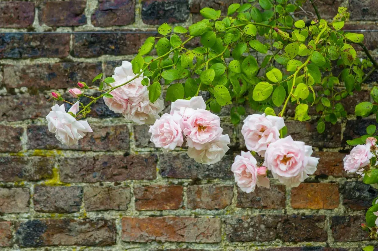 Rosa 'New Dawn' klättrar mot en gammal tegelvägg. Dessa tåliga rosor zon 5 blommar rikligt med ljust rosa blommor.