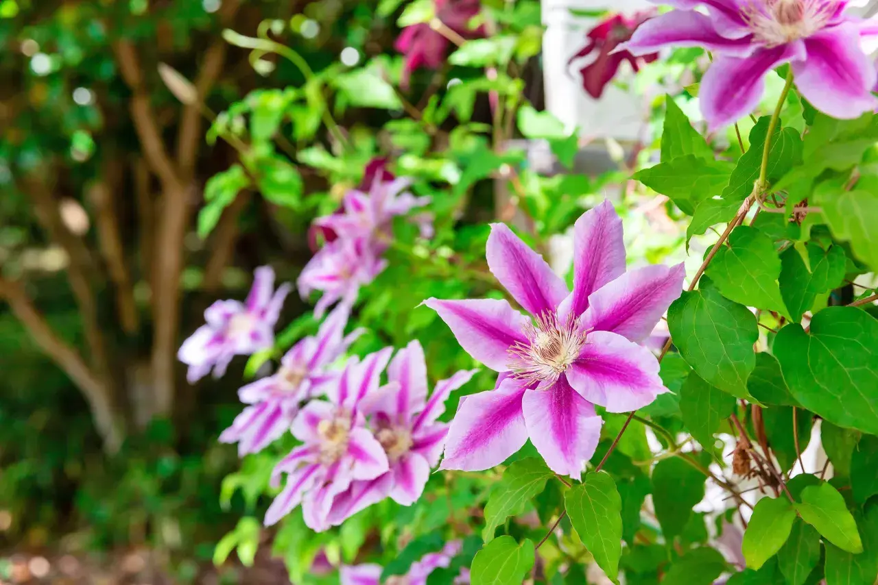 Vackra klematis sorter med lila och rosa blommor klättrar i en trädgård.