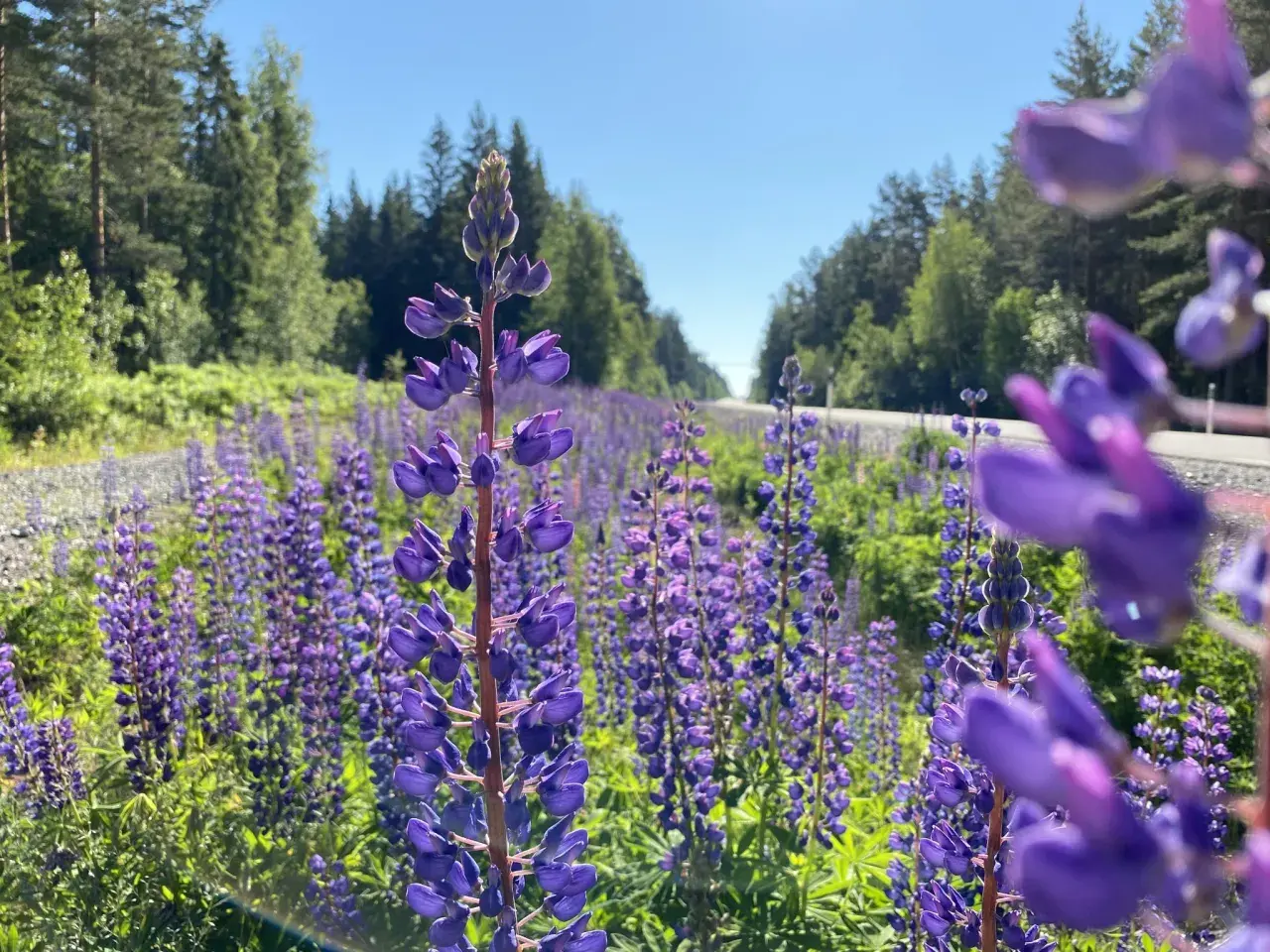 En fält av lila lupiner, även kända som kaukasiskt fetblad, längs en väg kantad av skog.