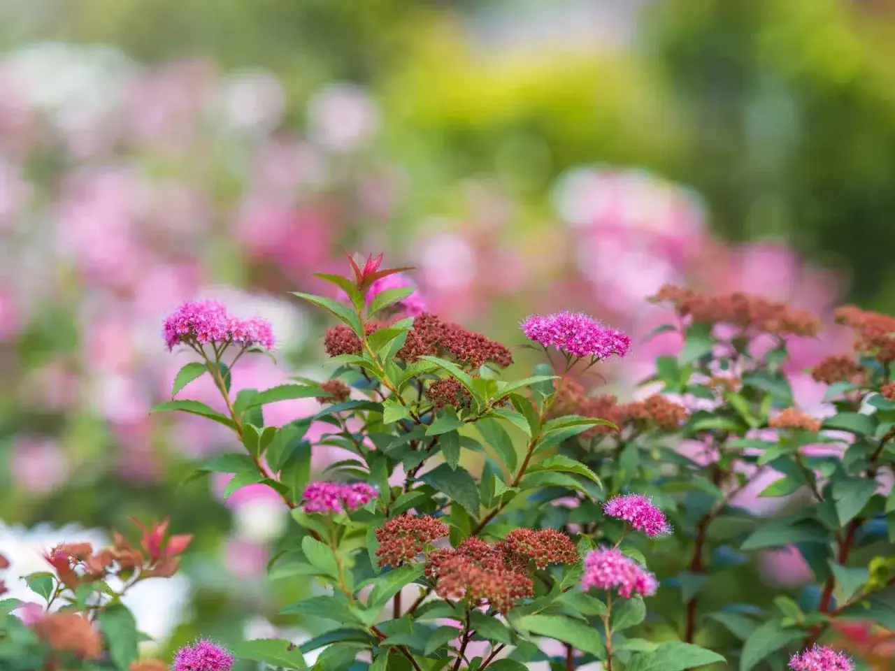 En buske med rosa blommor och bruna blomknoppar. Olika spirea sorter blommar vackert i trädgården.