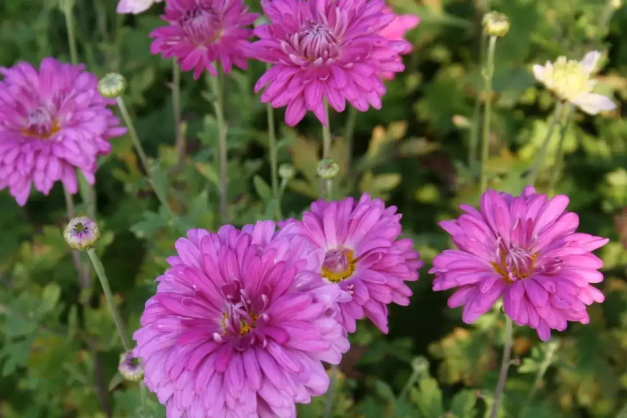 Flerfärgade krysantemum ute i full blom. En ljusgul blomma syns i bakgrunden.