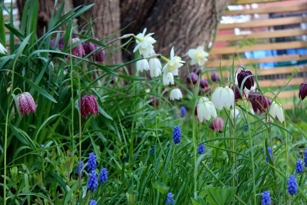 En äng med schackbrädeblomma, vita klockor och blå druvhyacinter. En krokus blomma i lila och vit.