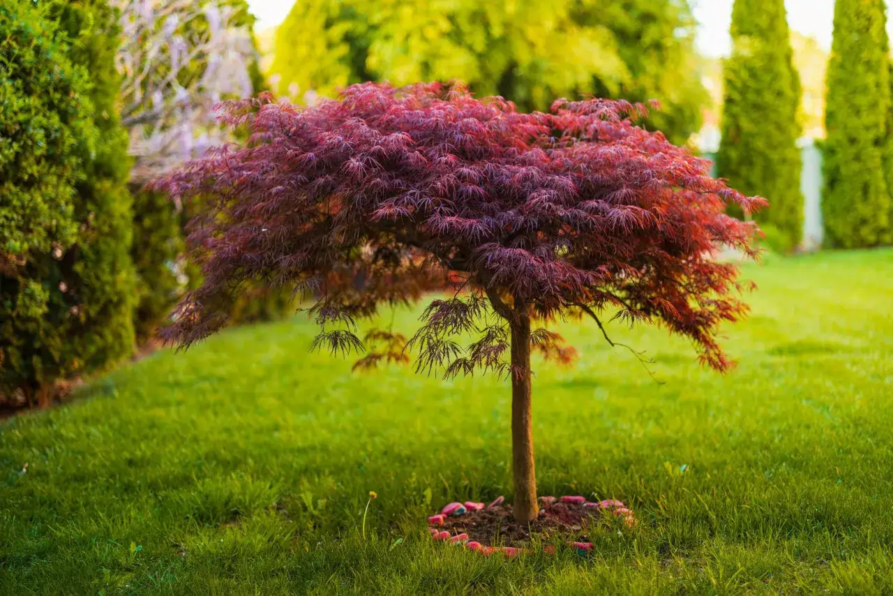 En vacker acer palmatum med djupröda, flikiga blad står i en grönskande trädgård.