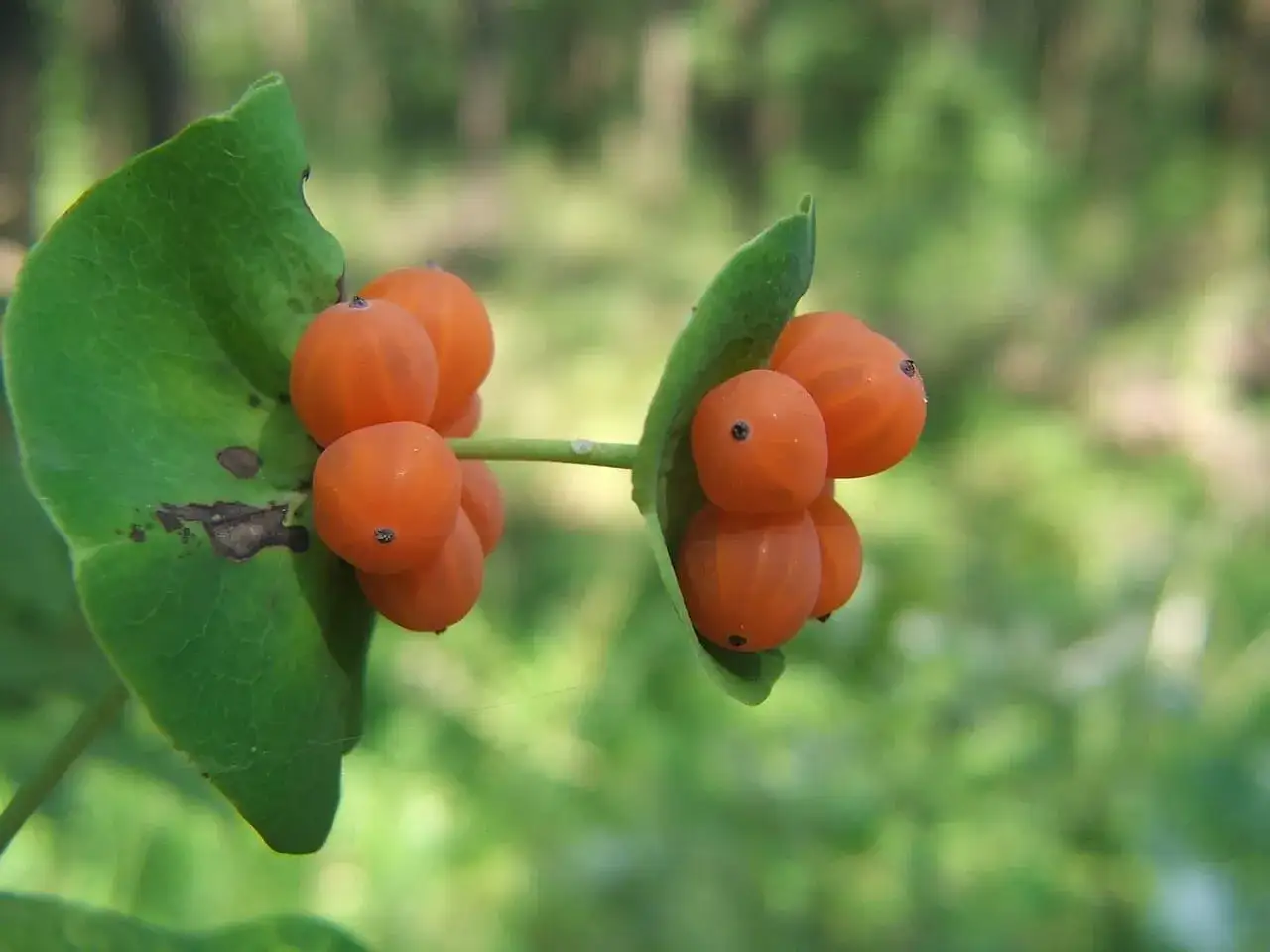 Två klasar med lysande orange bär på en kaprifol. Olika kaprifol sorter kan ge sådana här vackra bär.