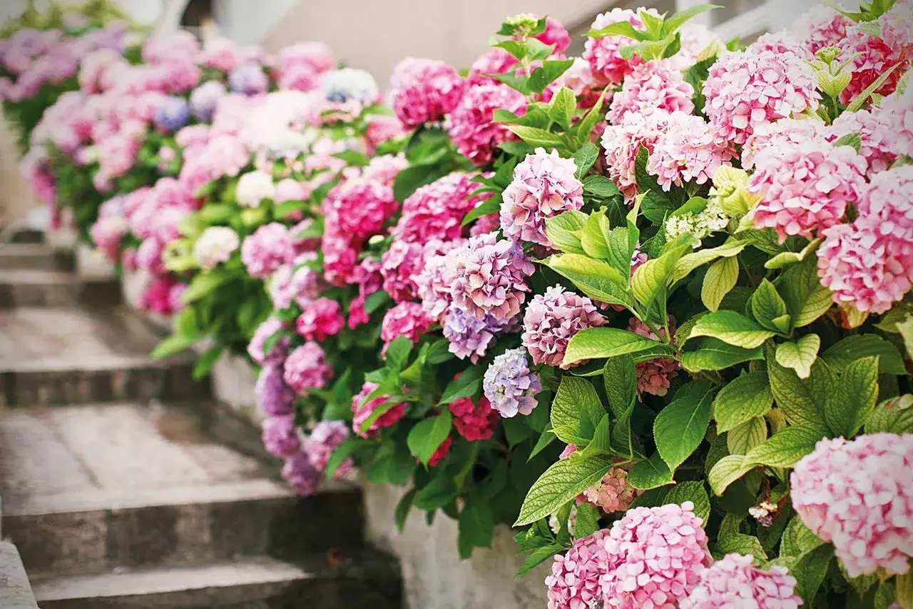 En vacker hortensia rabatt längs en stentrappa, med blommor i rosa och lila nyanser som skapar en färgsprakande syn.