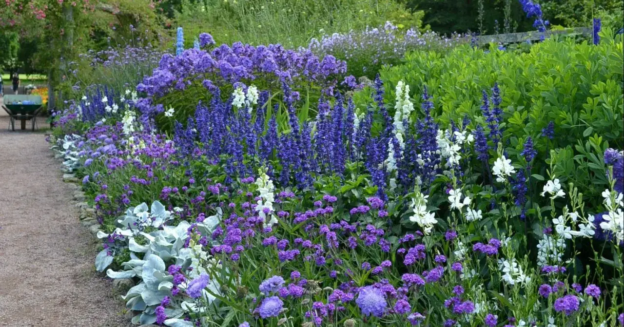 En vacker rabatt med vanliga perenner i lila och vita nyanser. Blå salvia, lavendel och silverek skapar en färgsprakande och inbjudande trädgård.