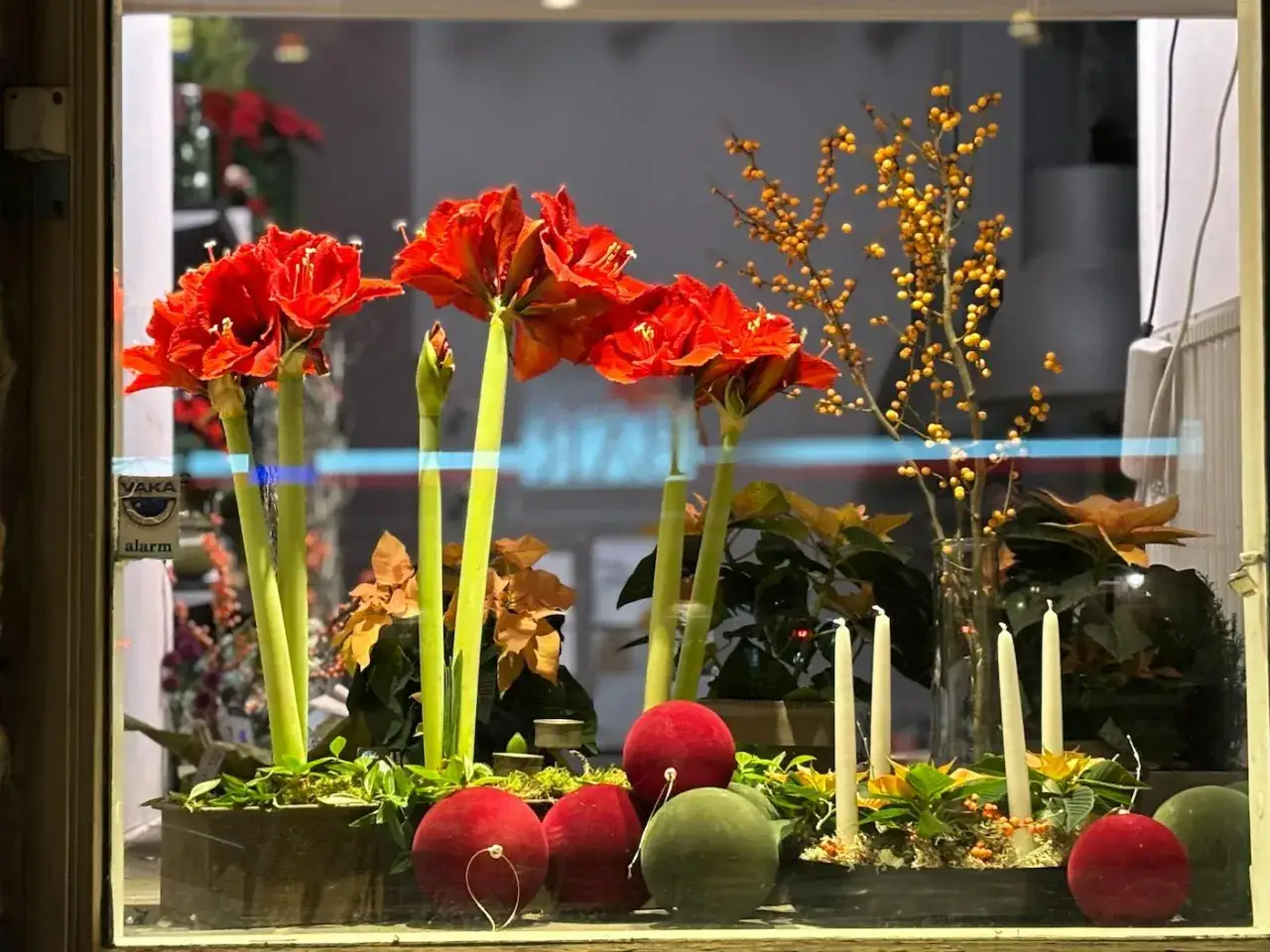 Vackra julblommor i kruka med röda amaryllis, gula bär och julgranskulor.