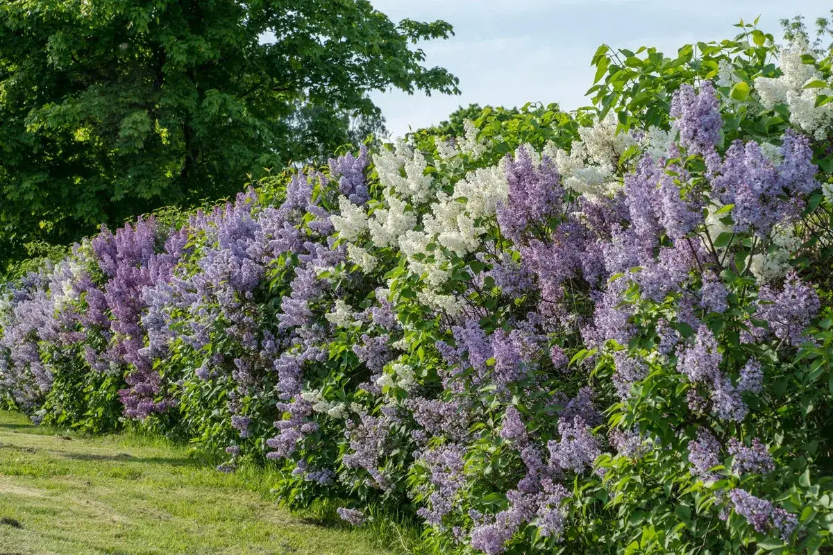 En lång häck av uppstammad syren i lila och vita nyanser blommar frodigt mot en grönskande bakgrund.
