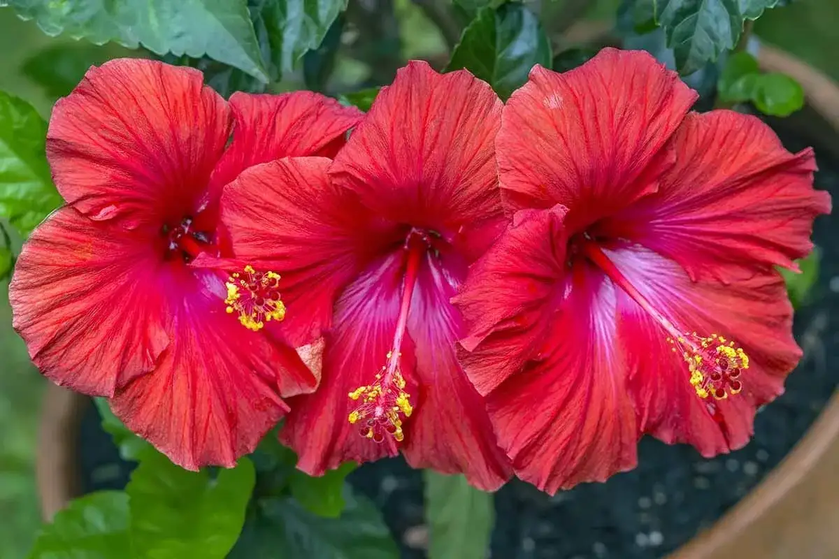 Tre röda hibiskusblommor med gula ståndare blommar i solen.