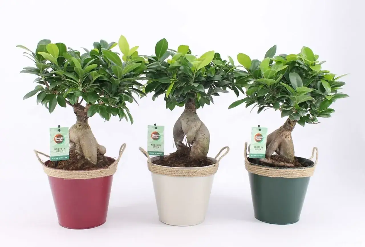 Tre vackra ficus microcarpa ginseng-bonsaiträd i färgglada krukor med juterep.