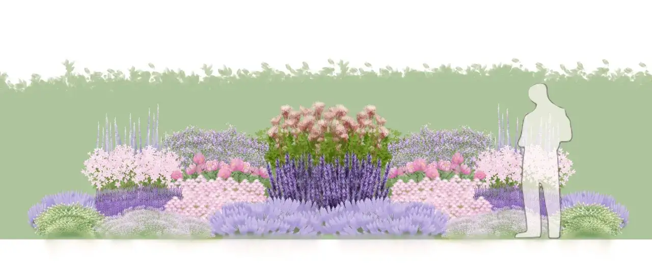 En illustration av en blomsterrabatt med många olika fleråriga blommor i lila, rosa och vita nyanser. En silhuett av en person står till höger.