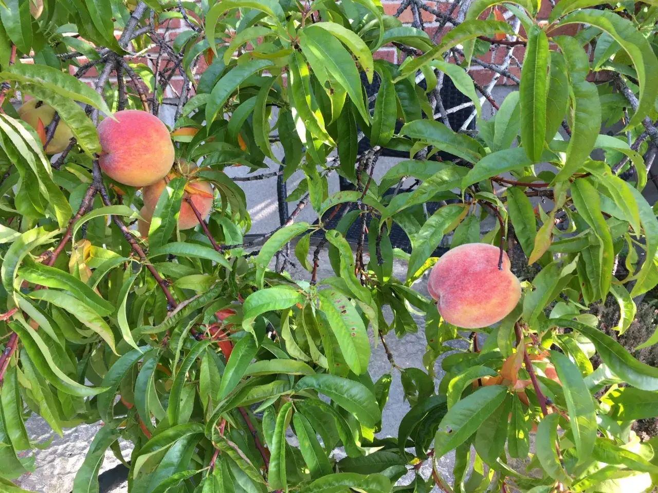 frostskadade persikoblommor