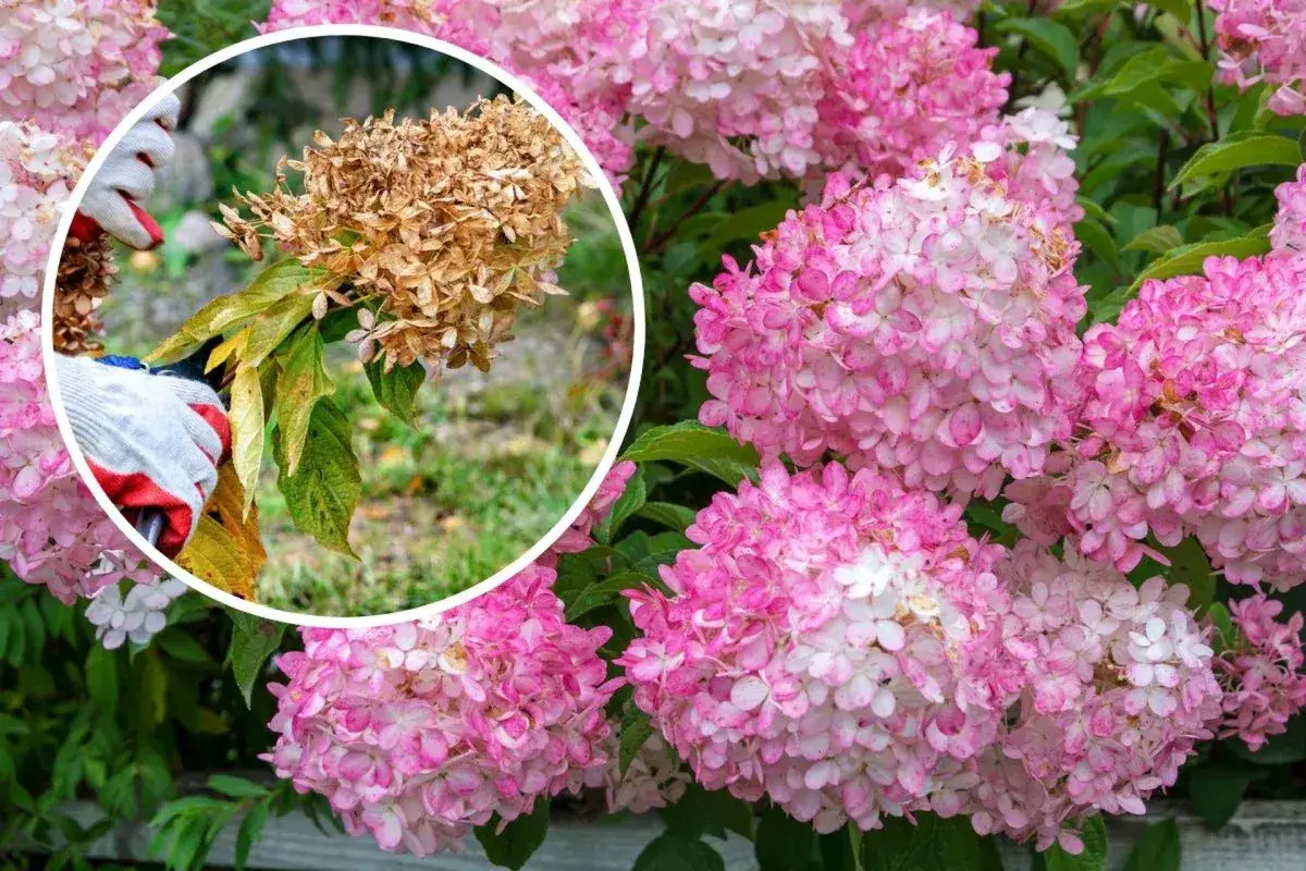 Beskärning av hortensia: en hand med handske klipper en vissnad blomställning från en buske med rosa blommor.