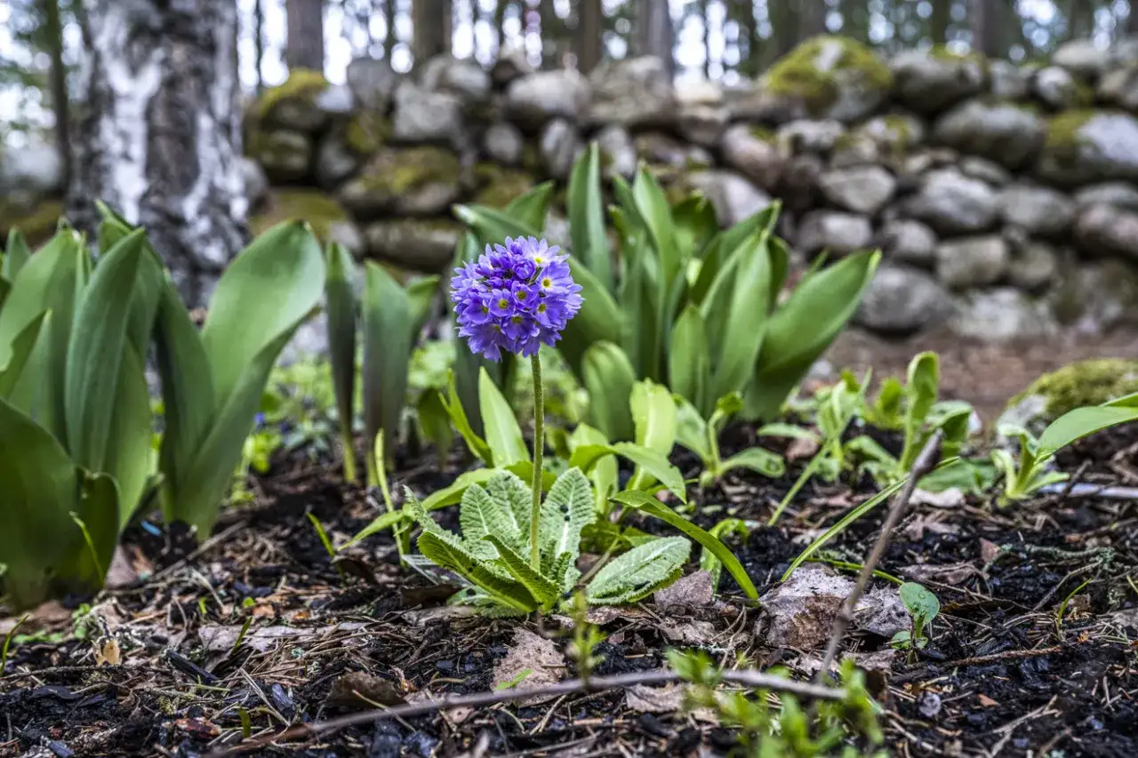 En ensam, vacker blå blomma står stolt i en trädgård, omgiven av gröna blad och en stenmur i bakgrunden.
