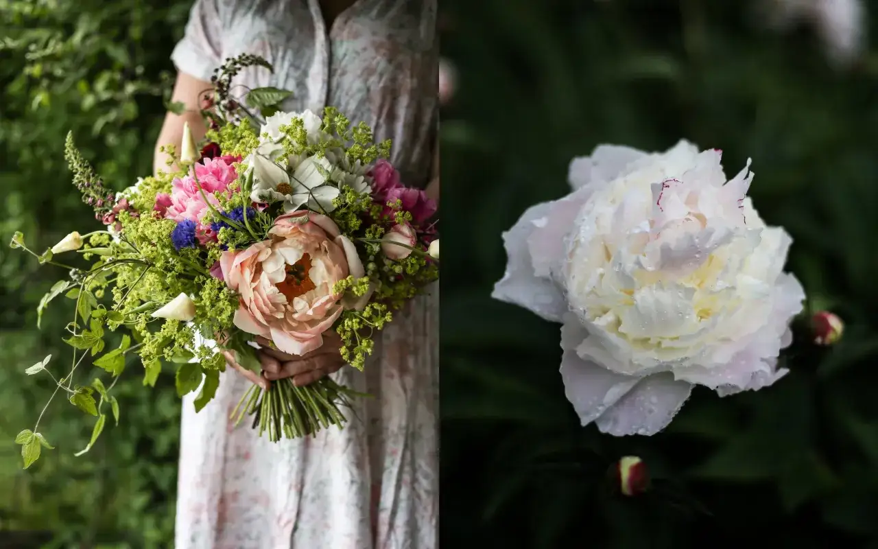 En person håller en bukett med pioner och andra blommor. En vit pion med daggdroppar syns i närbild. Perfekt för att plantera pion på våren.