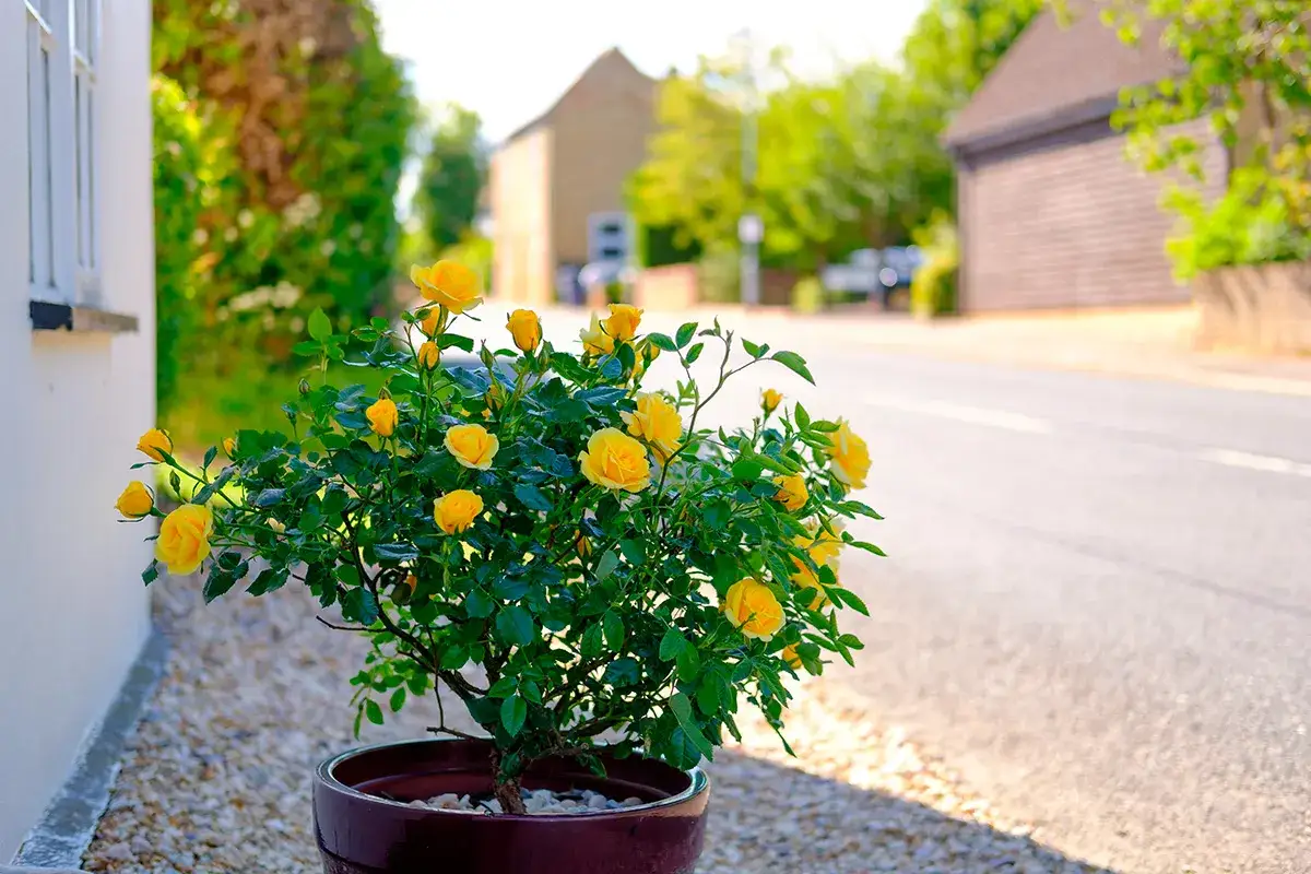 En vacker buskros i kruka med gula blommor står utomhus vid en vit vägg. En perfekt idé för att plantera rosor i kruka utomhus.