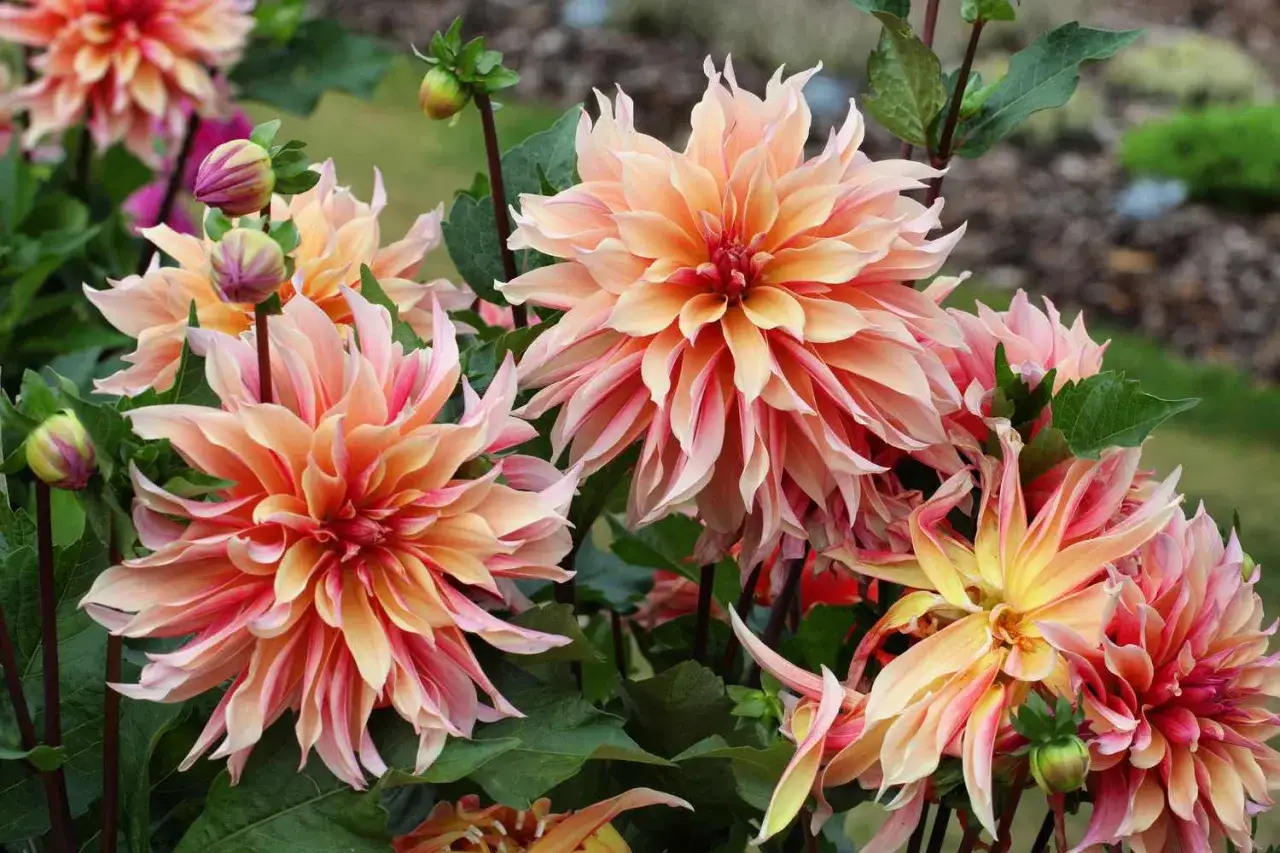 Vackra dahlior sorter i nyanser av aprikos, rosa och gult blommar i en trädgård.