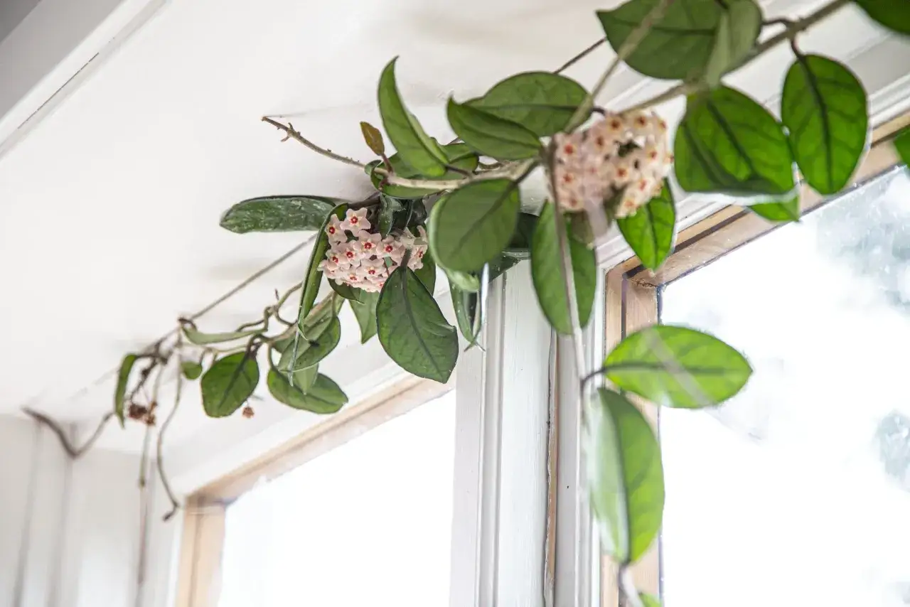 En vacker hoya blomma med rosa blommor och gröna blad klättrar längs en fönsterkarm.