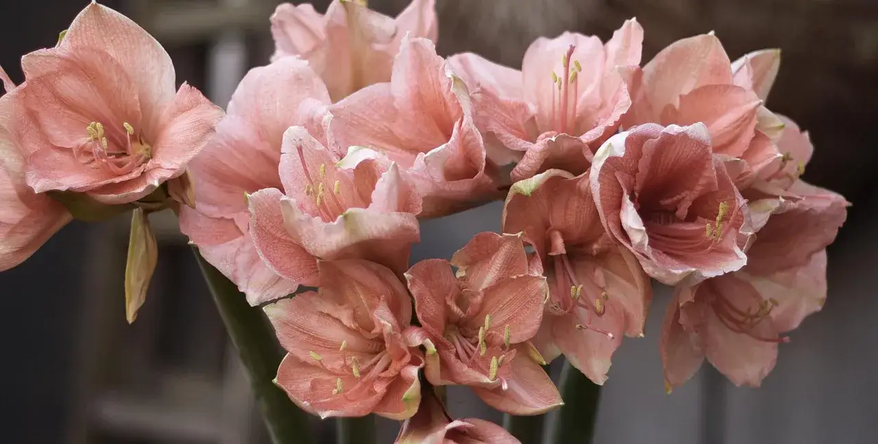 En bukett av rosa amaryllisblommor. För att veta hur vattnar man amaryllis, tänk på att jorden ska torka upp mellan vattningarna.